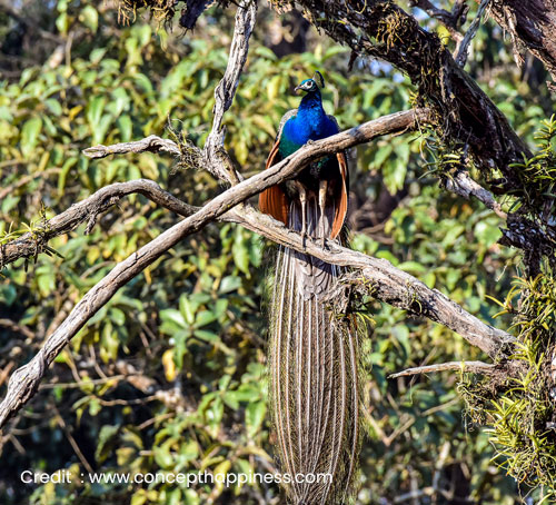 Buxa Tiger Reserve