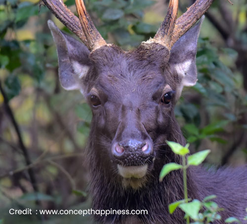 Chapramari Wildlife Reserve