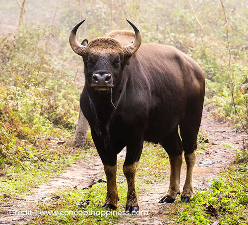 Gorumara National Park